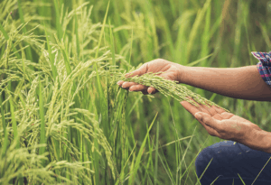 Agriculture