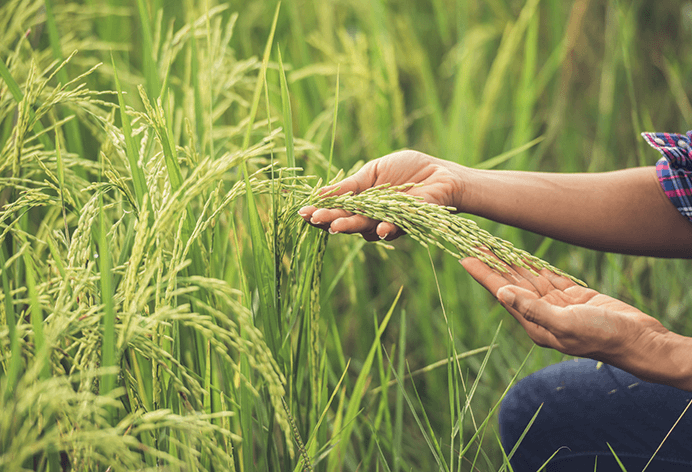 Agriculture