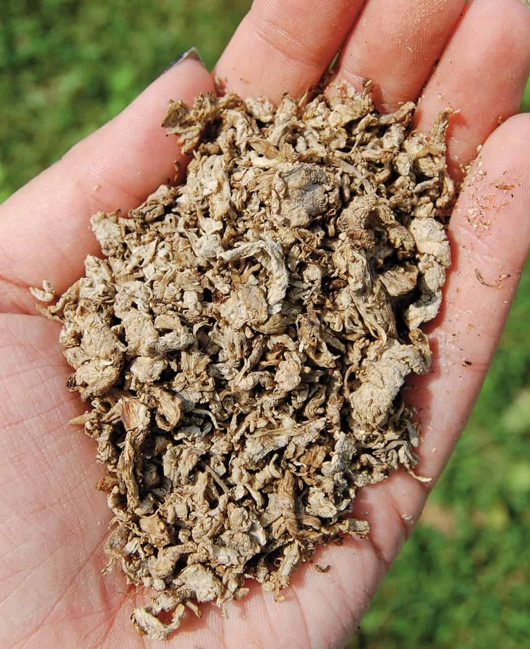 Beet Pulp