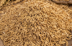paddy-husk