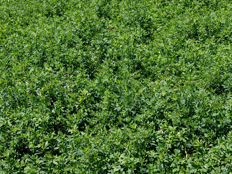 Alfalfa (Lucerne) drying with GEM Hybrid Belt + Fluid Bed Dryer