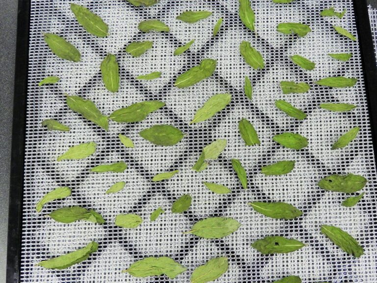 Herbal, Botanical and Nutraceutical drying