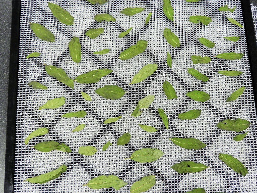 Aromatic Plants and Mint drying with GEM Single-Pass Conveyor Dryer