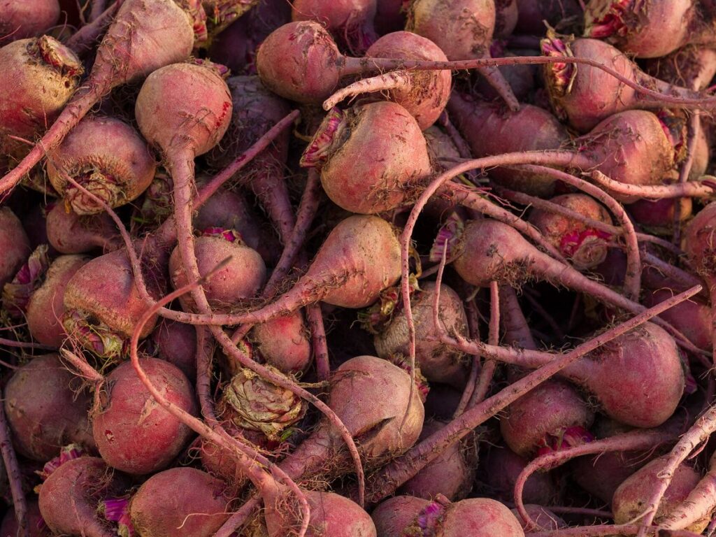 Beetroot drying with GEM Multi-Pass Conveyor Dryer