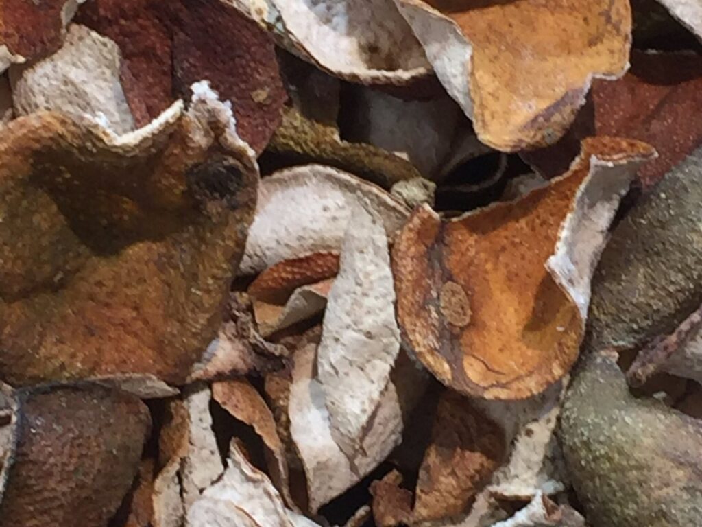Citrus Pulp and Peel drying with GEM Rotary Dryer