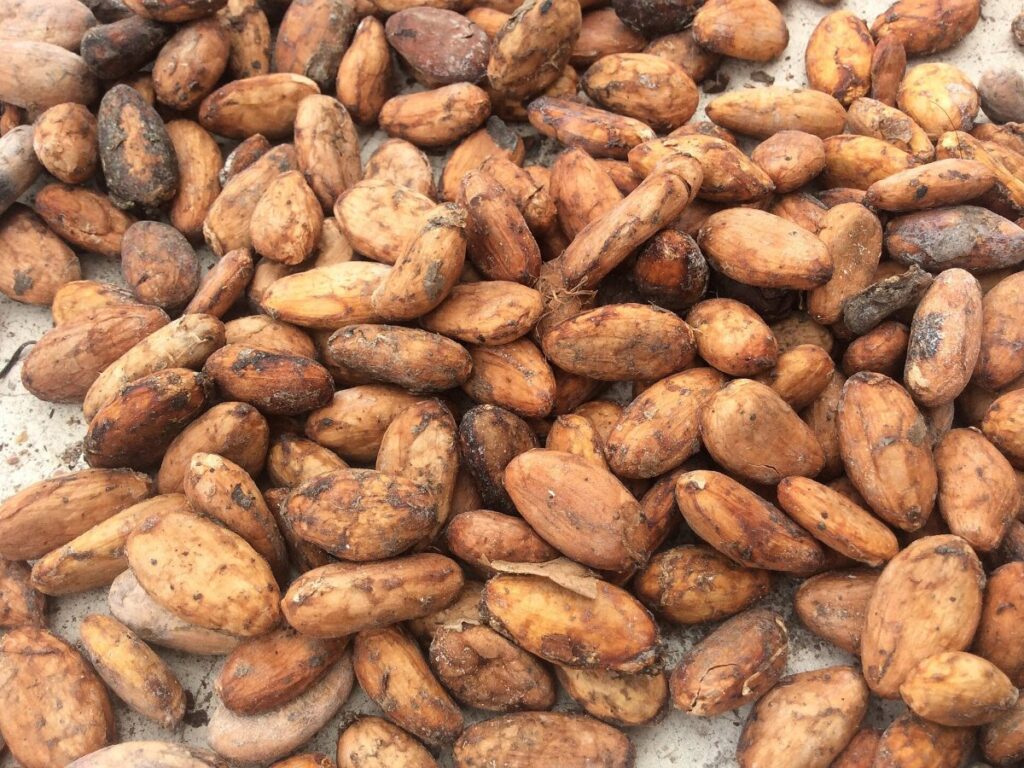 Cocoa Beans drying with GEM Band Dryer