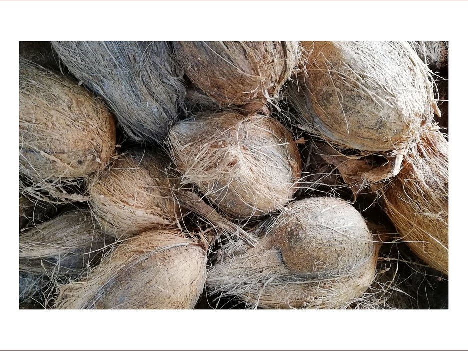 Coconut Shell and Husk drying with GEM Mesh Belt Dryer