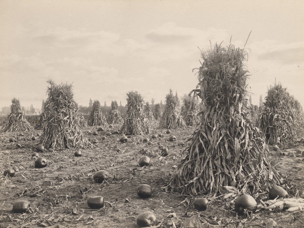Corn Stover and Cobs drying with GEM Mesh Belt Dryer