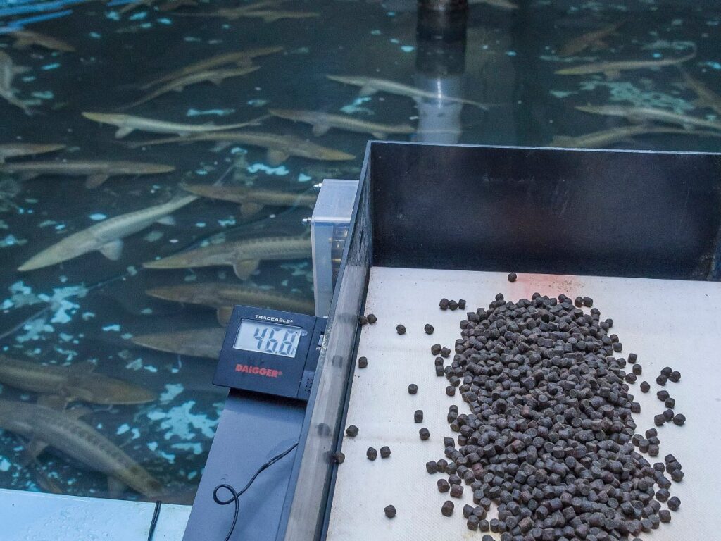 Fish Feed drying with GEM Band Dryer