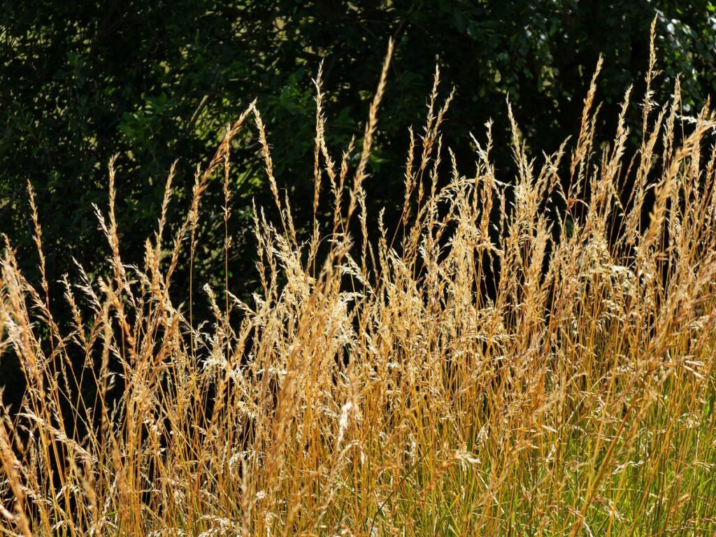 Grass and Hay drying with GEM Mesh Belt Dryer