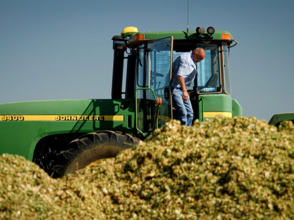 Green Fodder Maize drying with GEM Hybrid Belt + Fluid Bed Dryer