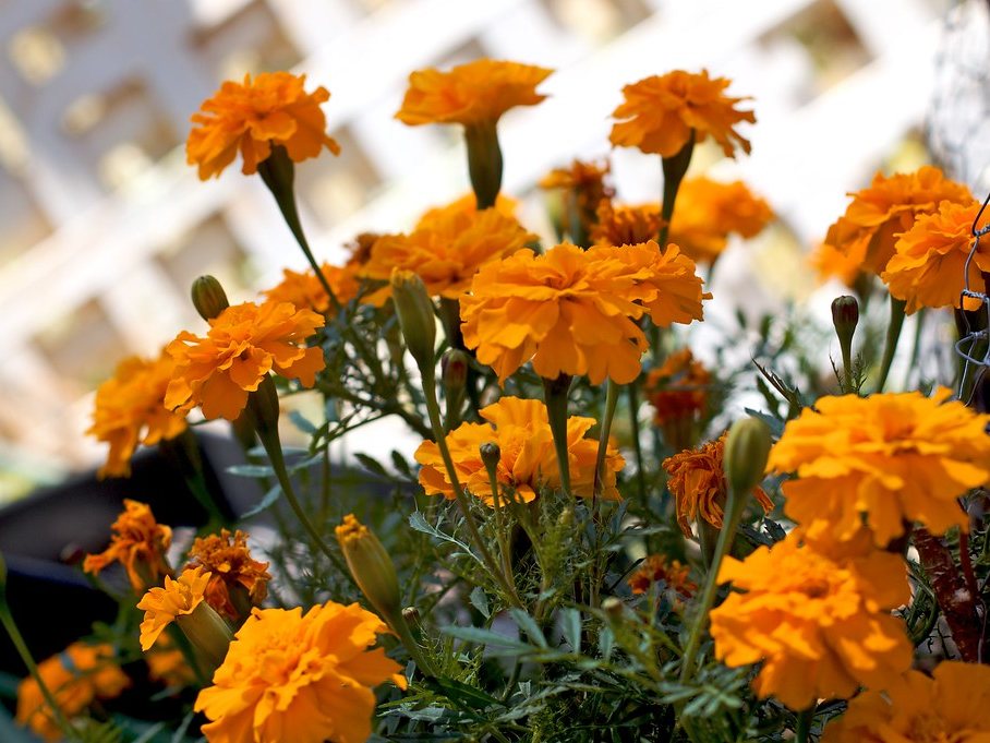 Marigold Petals drying with GEM Band Dryer
