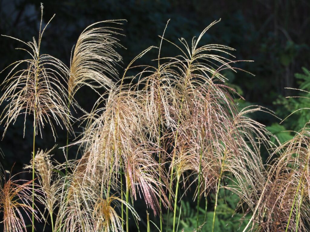 Miscanthus and Energy Grasses drying with GEM Mesh Belt Dryer