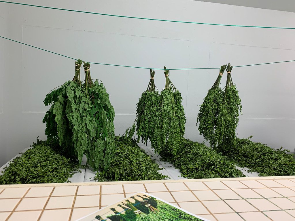 Moringa Leaves drying with GEM Single-Pass Conveyor Dryer