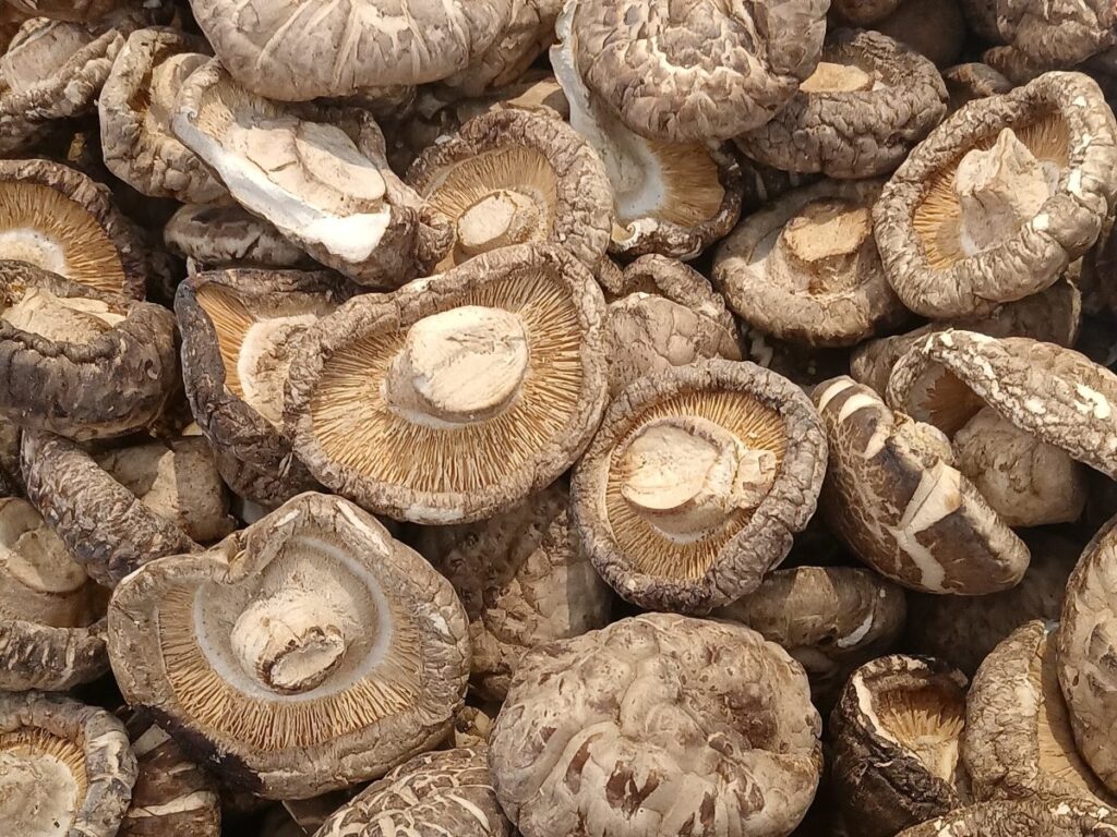 Mushroom drying with GEM Band Dryer