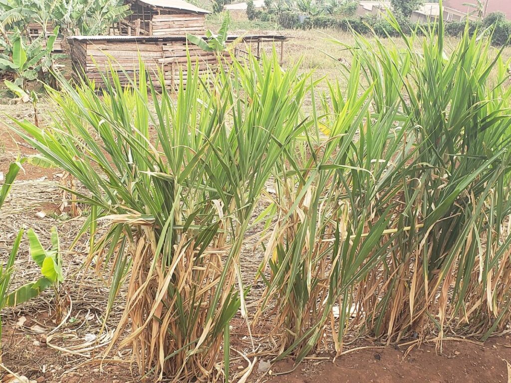 Napier Grass drying with GEM Hybrid Belt + Fluid Bed Dryer
