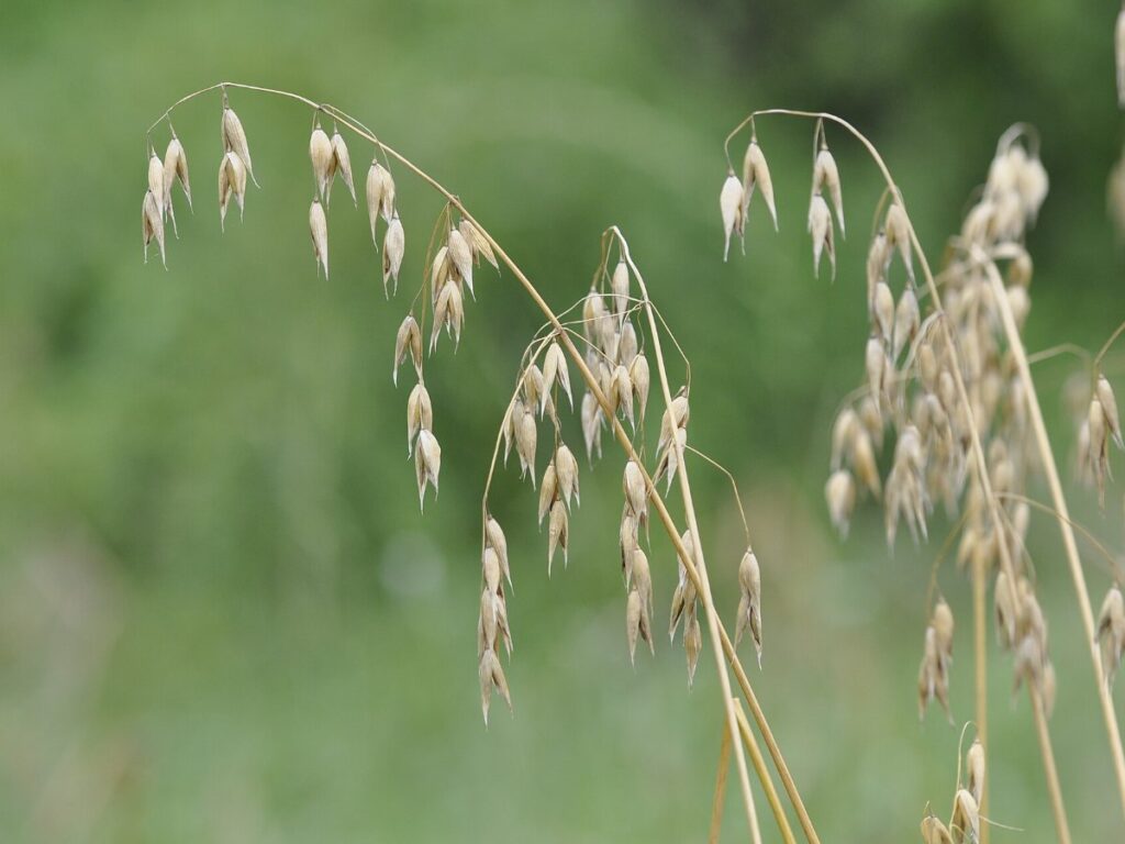 Oats drying with GEM Grain Dryer