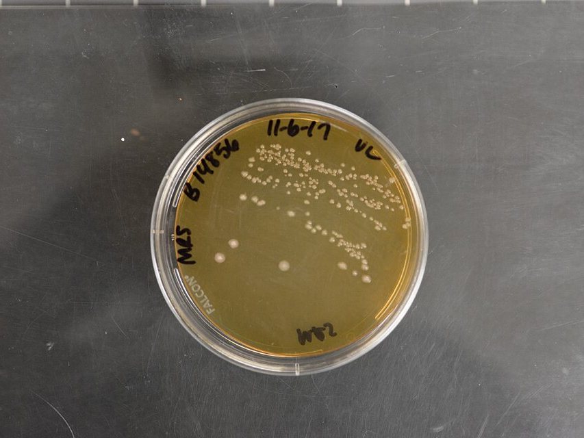 Probiotics drying with GEM Freeze Dryer / Lyophilizer