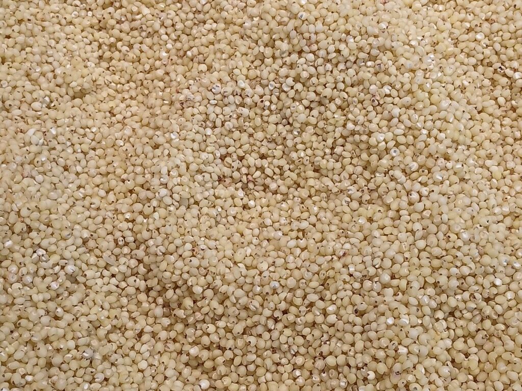 Sorghum and Millets drying with GEM Grain Dryer