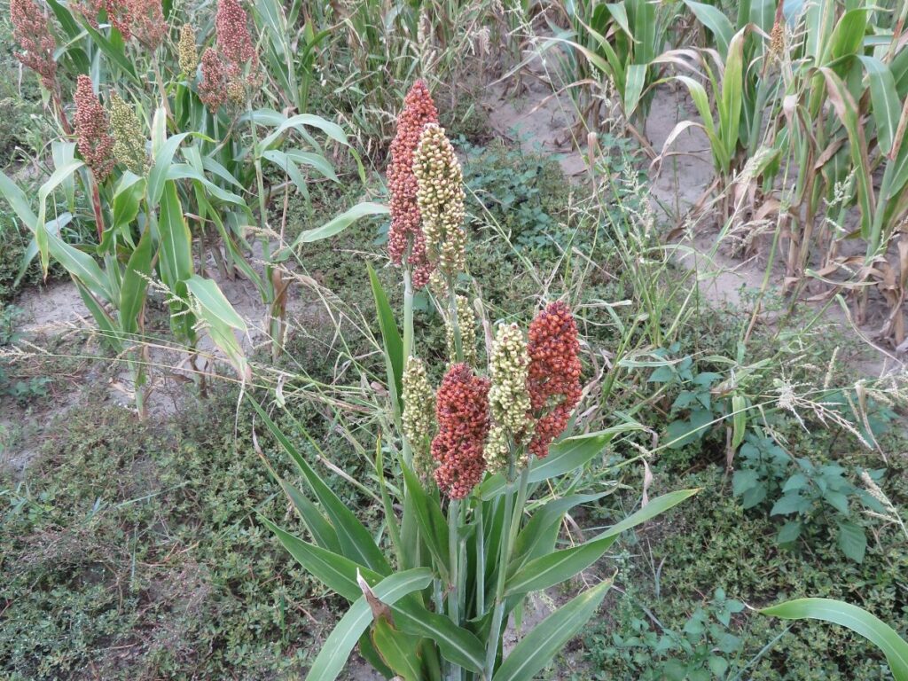 Sorghum Fodder drying with GEM Mesh Belt Dryer