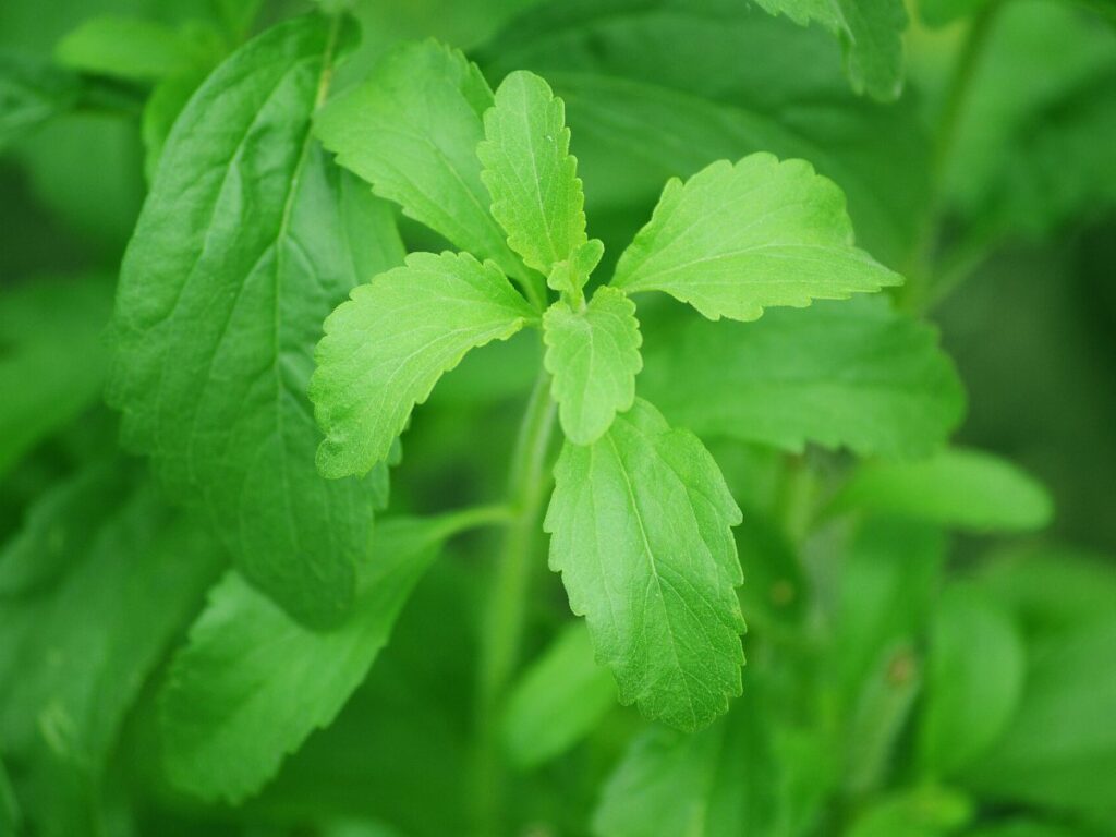 Stevia Leaves drying with GEM Band Dryer