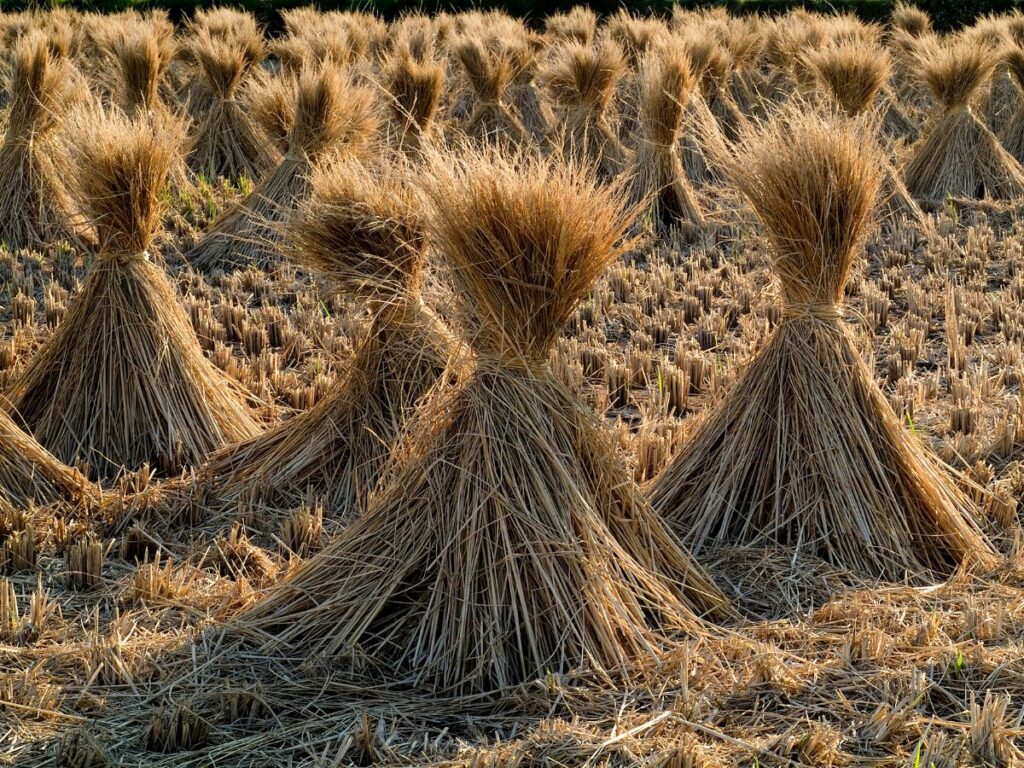 Straw drying with GEM Mesh Belt Dryer
