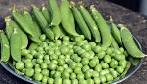 Green peas drying