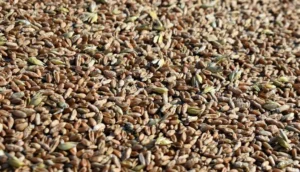 Rye grain drying